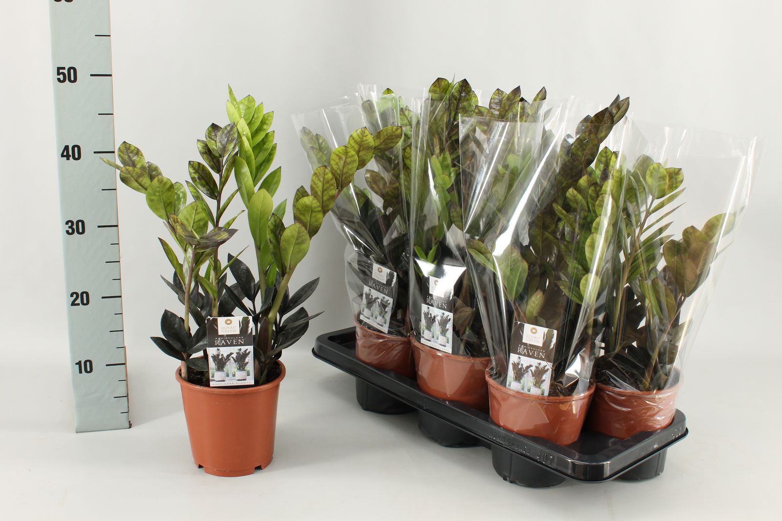 Vazoninis augalas zamiokulkas, Ø 17, 80 cm, lot. ZAMIOCULCAS