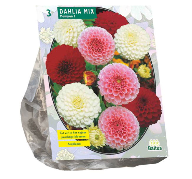 Jurginų svogūnėliai, lot. DAHLIA POMPON MIX, 3 vnt