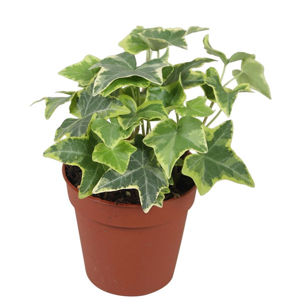 Lauko augalas gebenė, Ø 8,5, 20 cm, lot. Hedera mixed