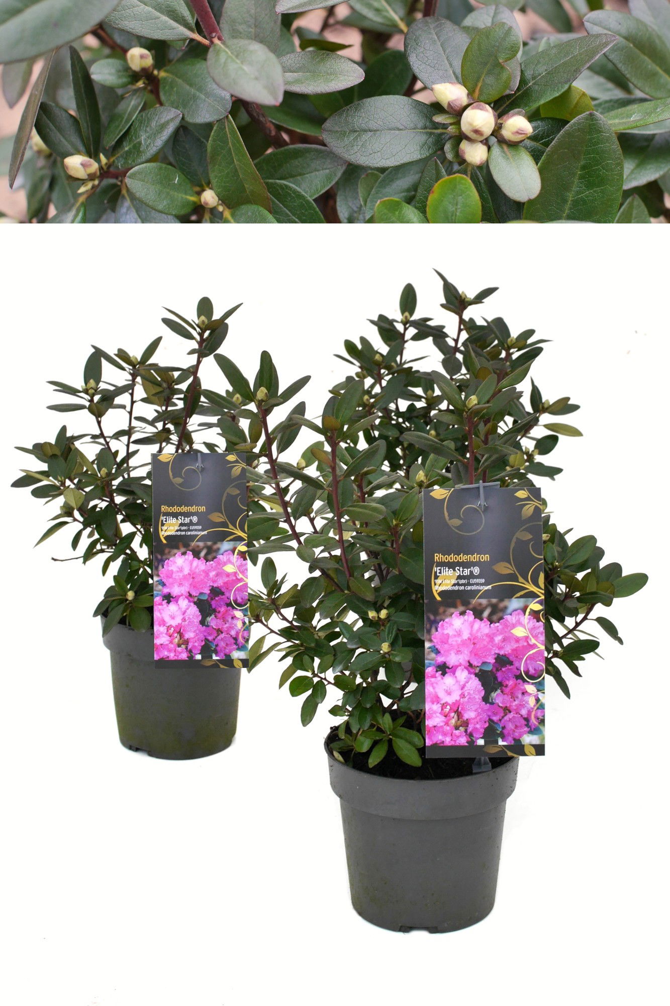 Lauko augalas rododendras, Ø 15, 30 - 40 cm, lot. Rhododendron carolin. P.J.M. Elite Star