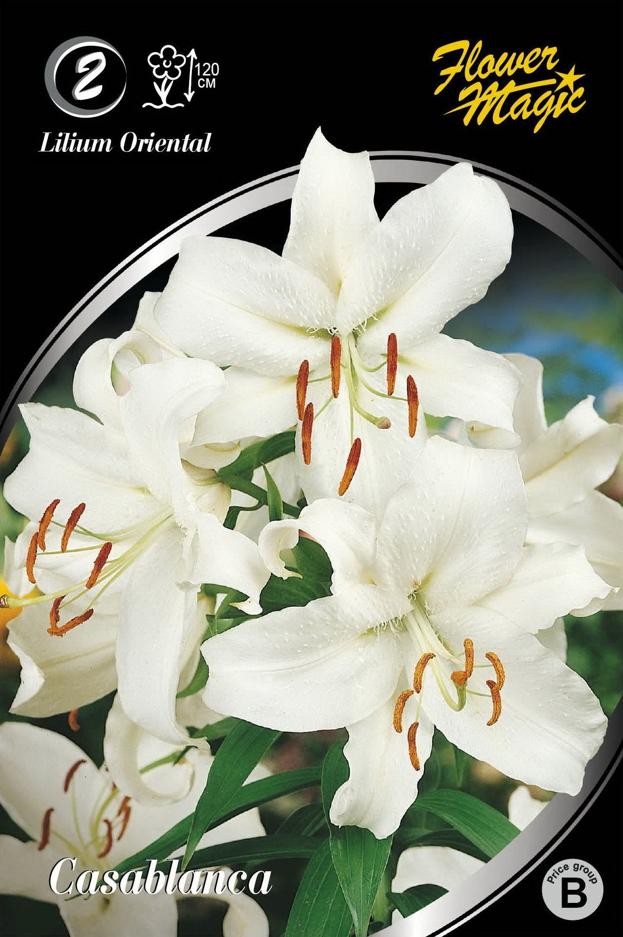 Lelijų svogūnėliai, lot. LILIUM CASABLANCA, 2 vnt.
