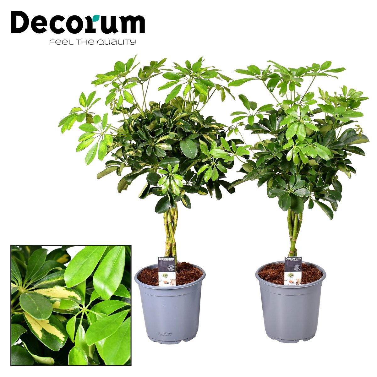 Vazoninis augalas šeflera, Ø 21, 75 cm, lot. SCHEFFLERA GOLD CAPELLA