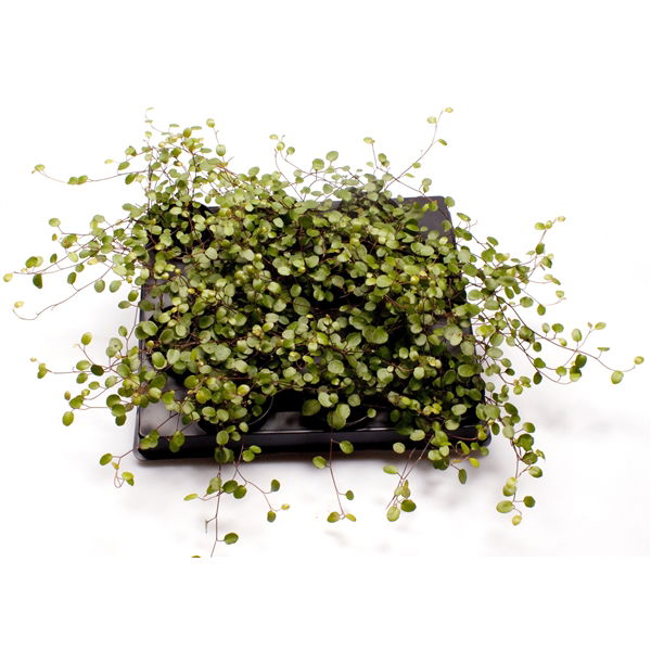 Vazoninis augalas miulenbekija, Ø 12, 22 cm, lot. MUEHLENBECKIA COM MAOR
