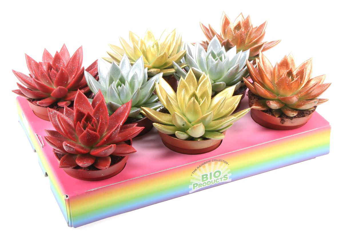 Vazoninis augalas eševerija, Ø 10,5, 12 cm, lot. ECHEVERIA RAINBOW