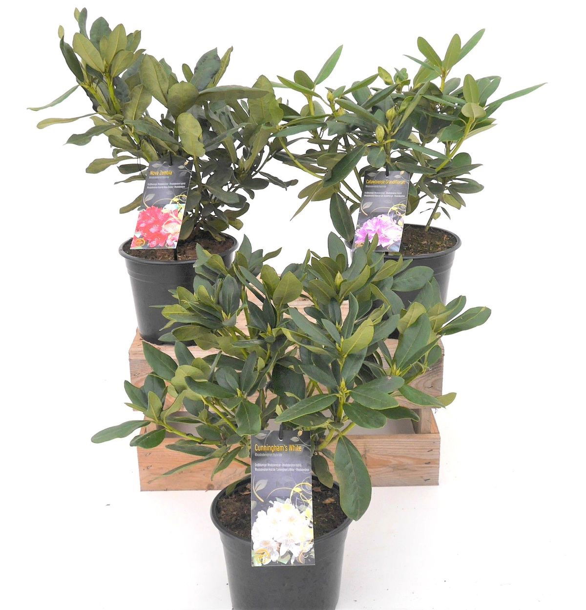 Lauko augalas rododendras, Ø 19, 30 - 40 cm, lot. Rhododendron Hybriden