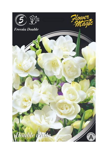Frezijų svogūnėliai, lot.  FREESIA DOUBLE WHITE, 5 vnt.