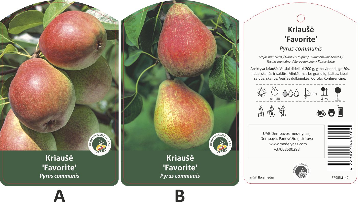 Vaismedis kriaušė FAVORITE, lot. PYRUS DOMESTICA