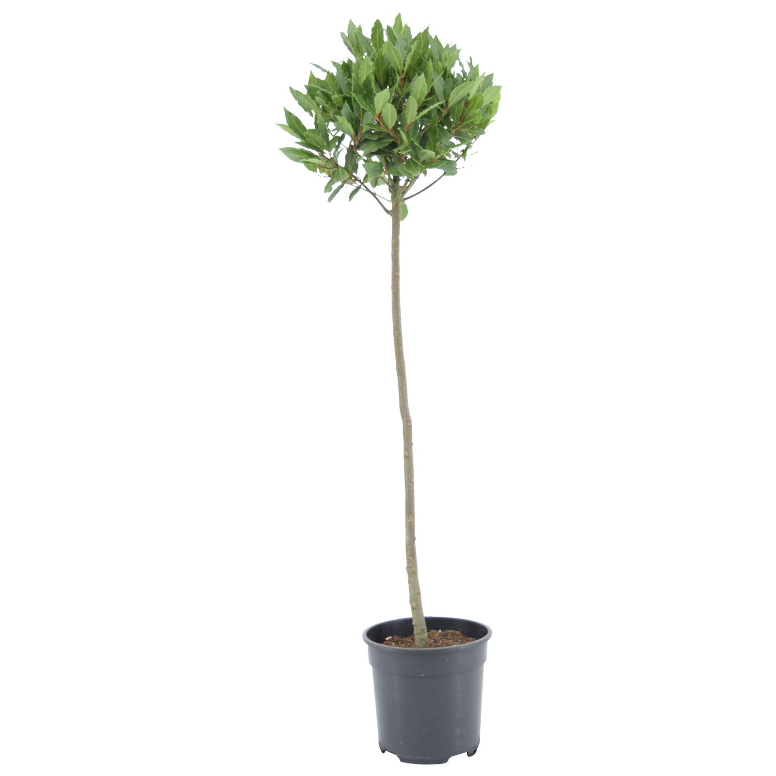 Lauko augalas lauramedis, Ø 20, 100 cm, lot. LAURUS NOBILIS STEM