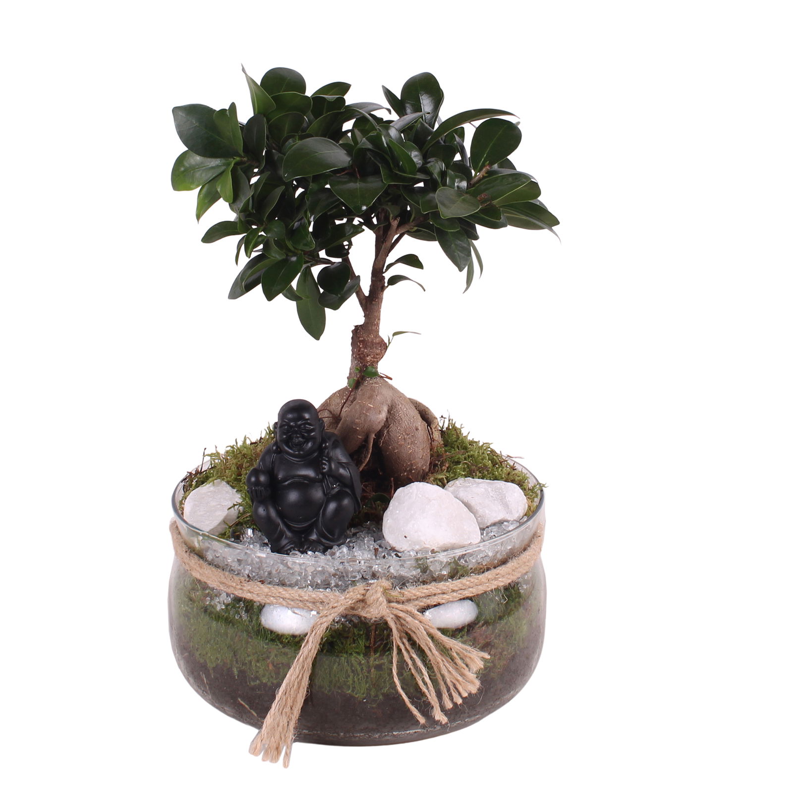 Vazoninis augalas bonsas, vazone su buda, Ø 20, 30 cm, lot. BONSAI in Glass bowl with rope