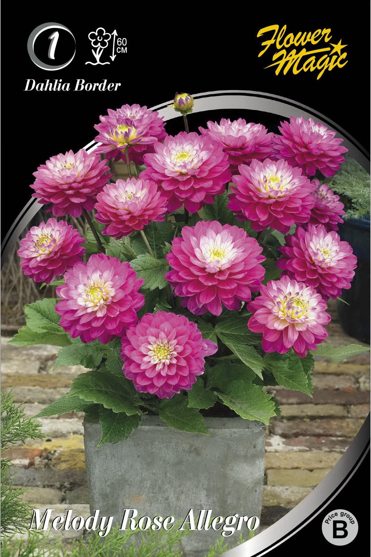 Jurginų svogūnėlis, lot. Dahlia Melody Rose Allegro