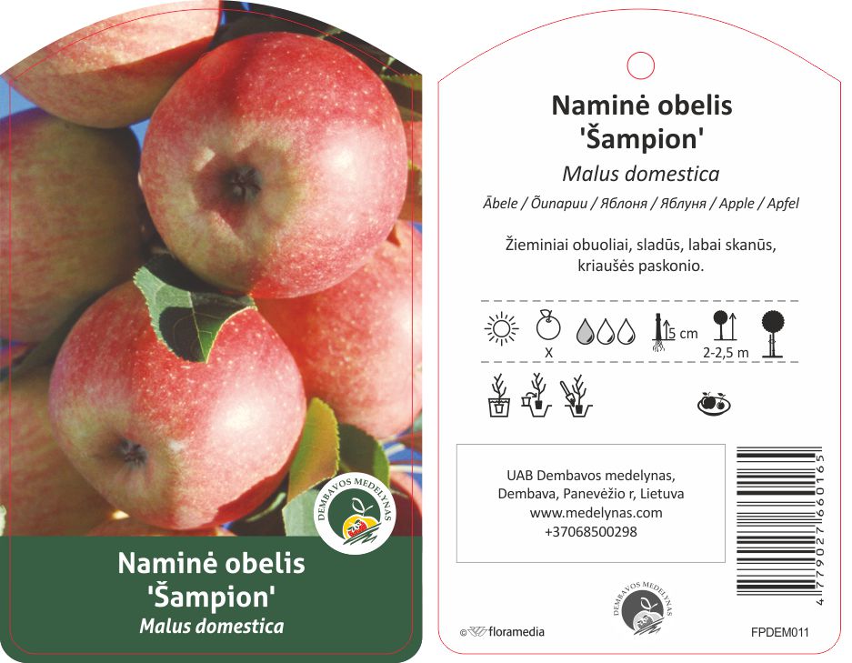 Vaismedis obelis ŠAMPION, lot. MALUS DOMESTICA