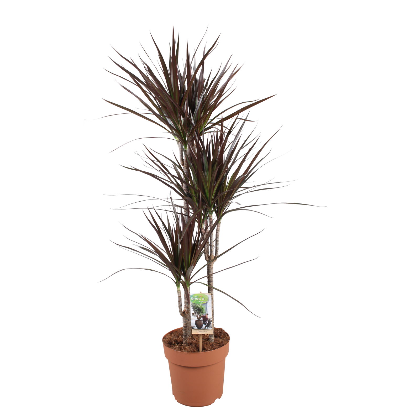 Vazoninis augalas dracena, Ø 21, 120 cm, 60-30-15, lot. DRACAENA MAGENTA