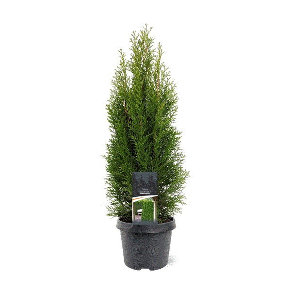 Lauko augalas tuja, auginta vazone, Ø 23, 100 - 120 cm, lot. Thuja Smaragd