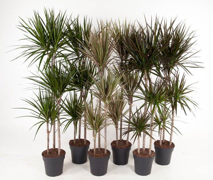 Vazoninis augalas dracena, Ø 24, 150 cm, lot. DRACAENA MIX