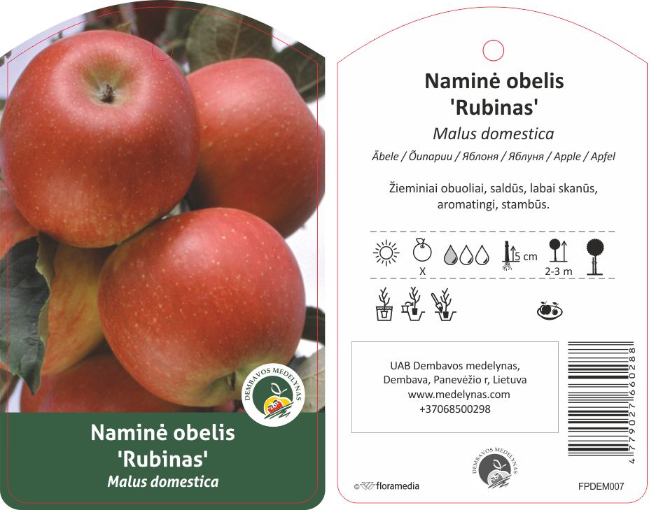 Vaismedis obelis RUBIN, lot. MALUS DOMESTICA