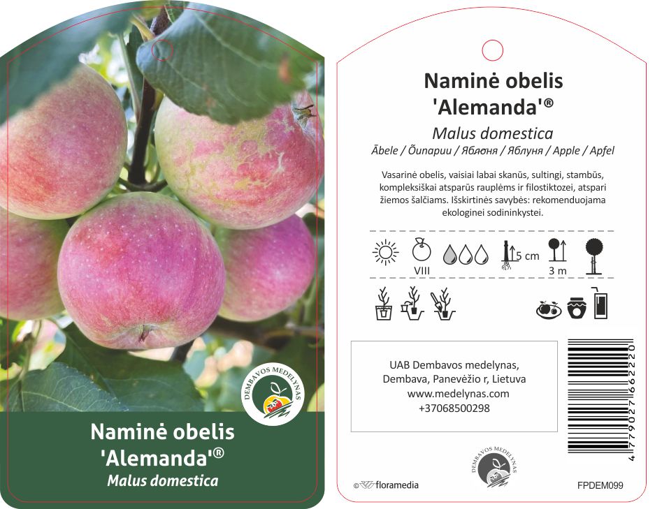 Vaismedis obelis ALEMANDA, lot. MALUS DOMESTICA