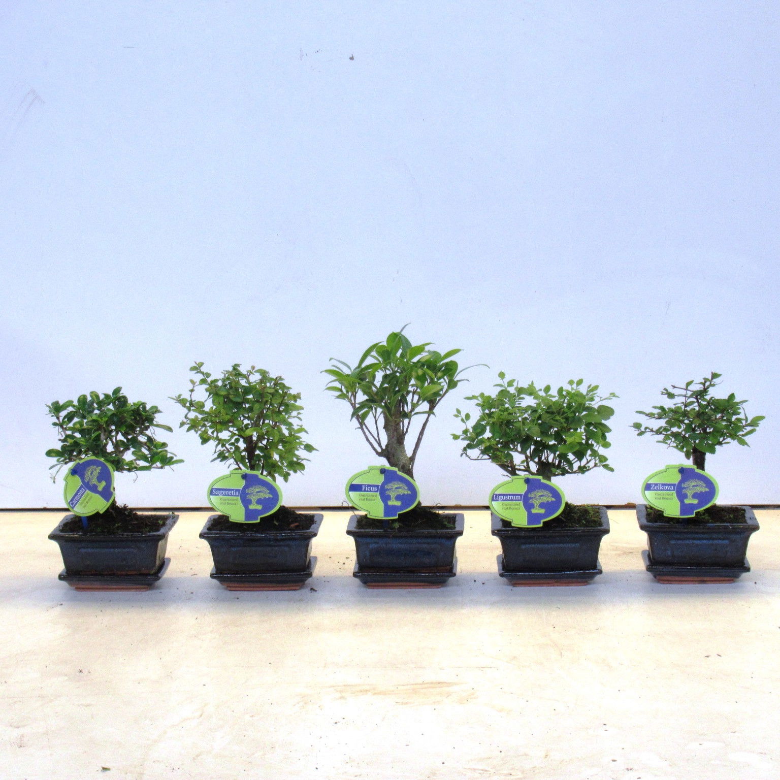 Vazoninis augalas bonsas, vazone, Ø 12, 30 cm, lot. Bonsai mix, in ceramic