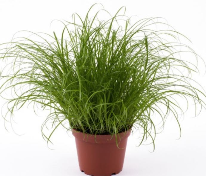 Lauko augalas Viksvuolė, Ø 12, 30 cm, lot. Cyperus Zumula