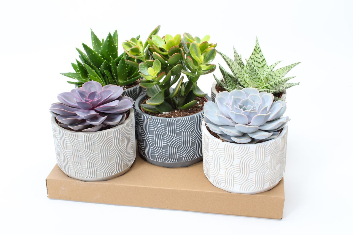 Vazoninis augalas sukulentas, Ø 14, 15 - 30 cm, su vazonu, lot. SUCCULENT MIX