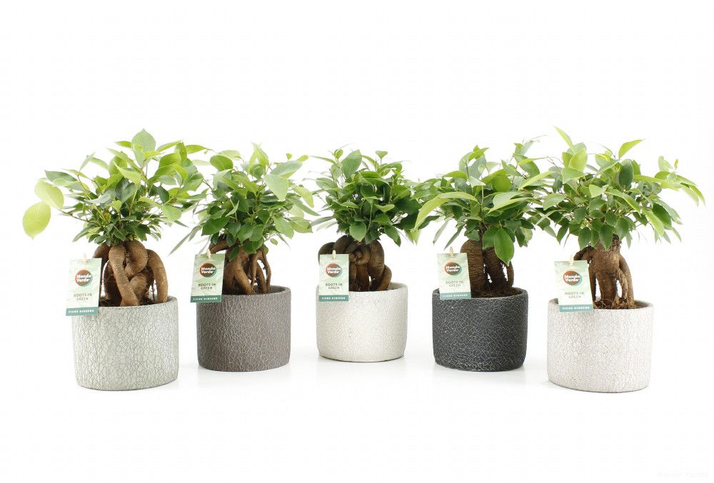 Vazoninis augalas fikusas, vazone, Ø 14, 35 cm, lot. FICUS GINSENG