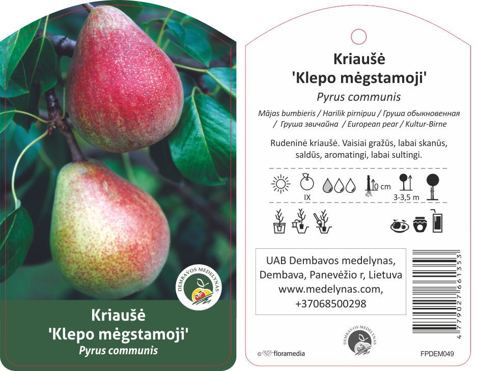 Vaismedis kriaušė KLIAPO, lot. PYRUS DOMESTICA