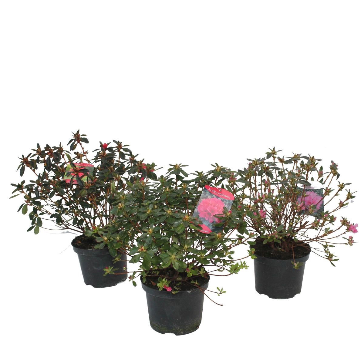 Lauko augalas azalija, Ø 15, 35 cm, lot. Azalea Japonica Evergreen