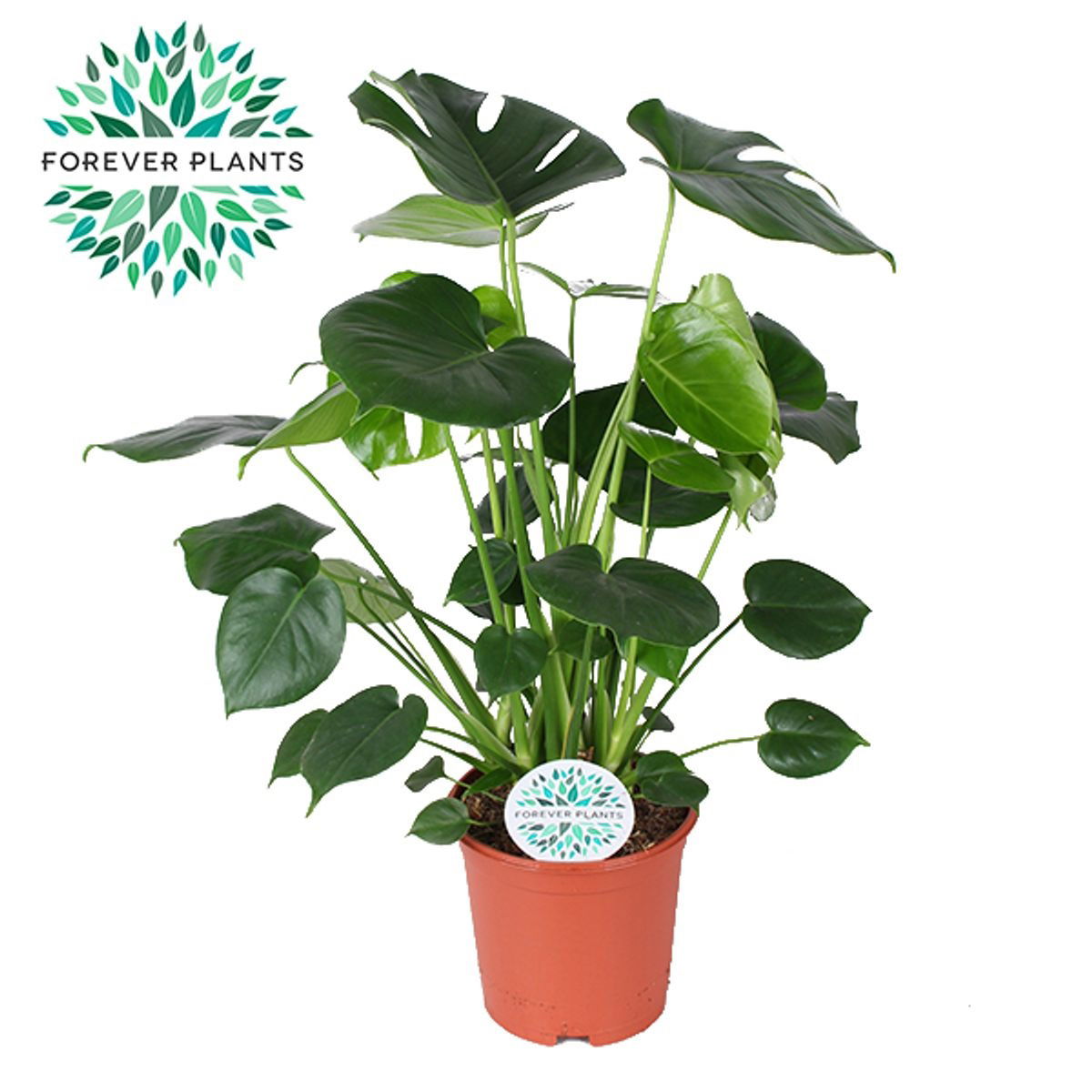 Vazoninis augalas monstera, Ø21, 80 - 90 cm, lot. MONSTERA DELICIOSA