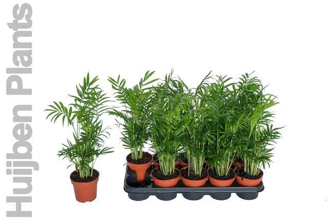Vazoninis augalas palmė, Ø 12, 50 cm, lot. CHAMAEDOREA ELEGANS