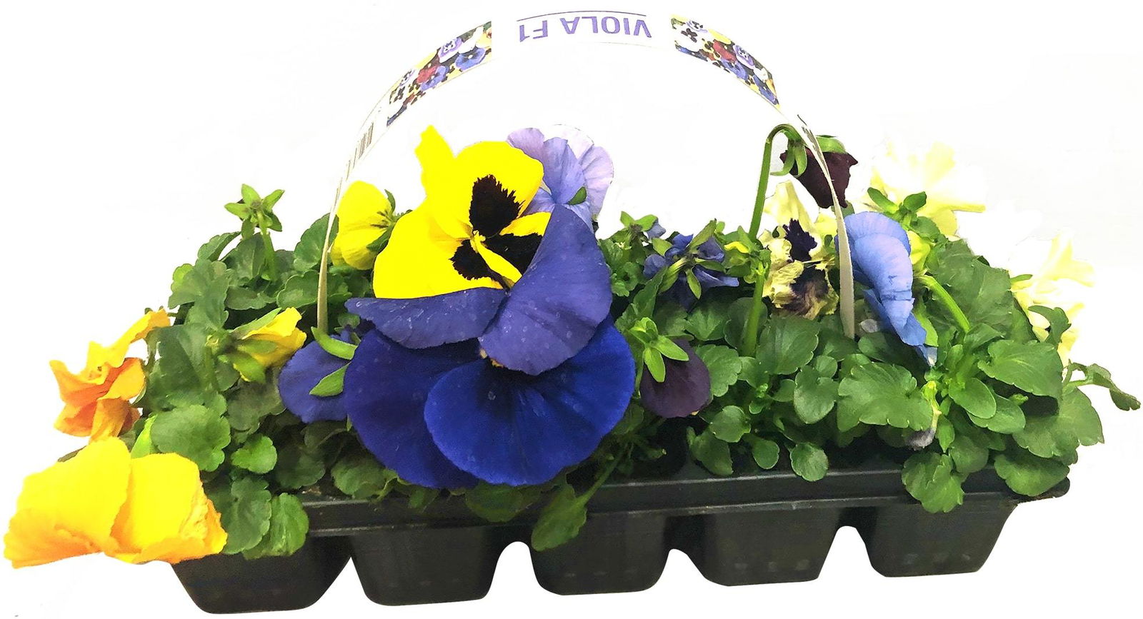 Našlaitės daigai pakuotėje, 10 vnt., lot. VIOLA F1