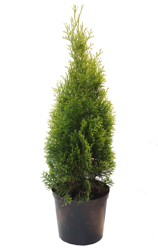 Lauko augalas tuja, auginta vazone, Ø 17, 40 - 60 cm, lot. Thuja Smaragd