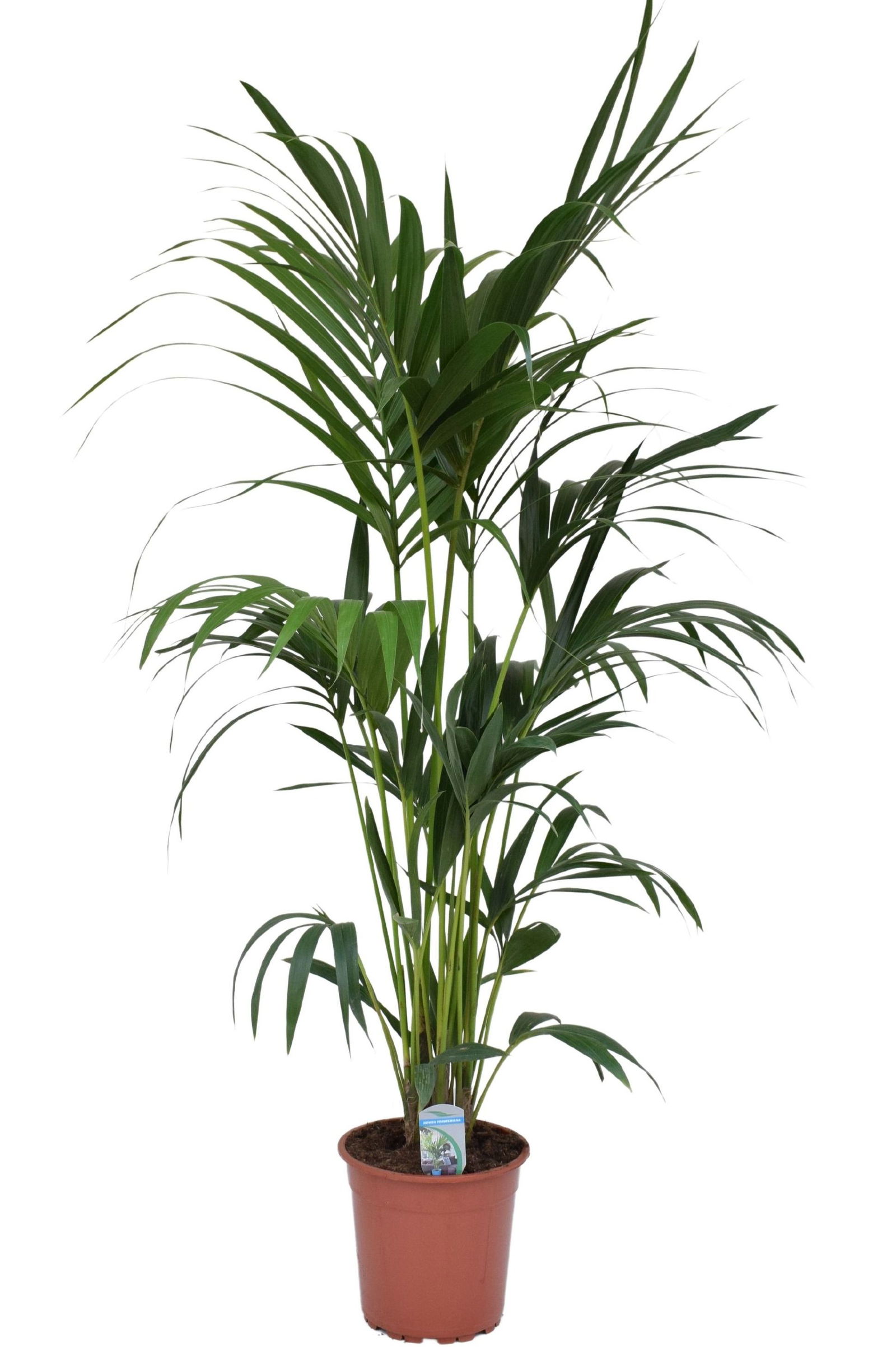 Vazoninis augalas hovėja, Ø 24, 160 cm, lot. HOWEA FORSTERIANA