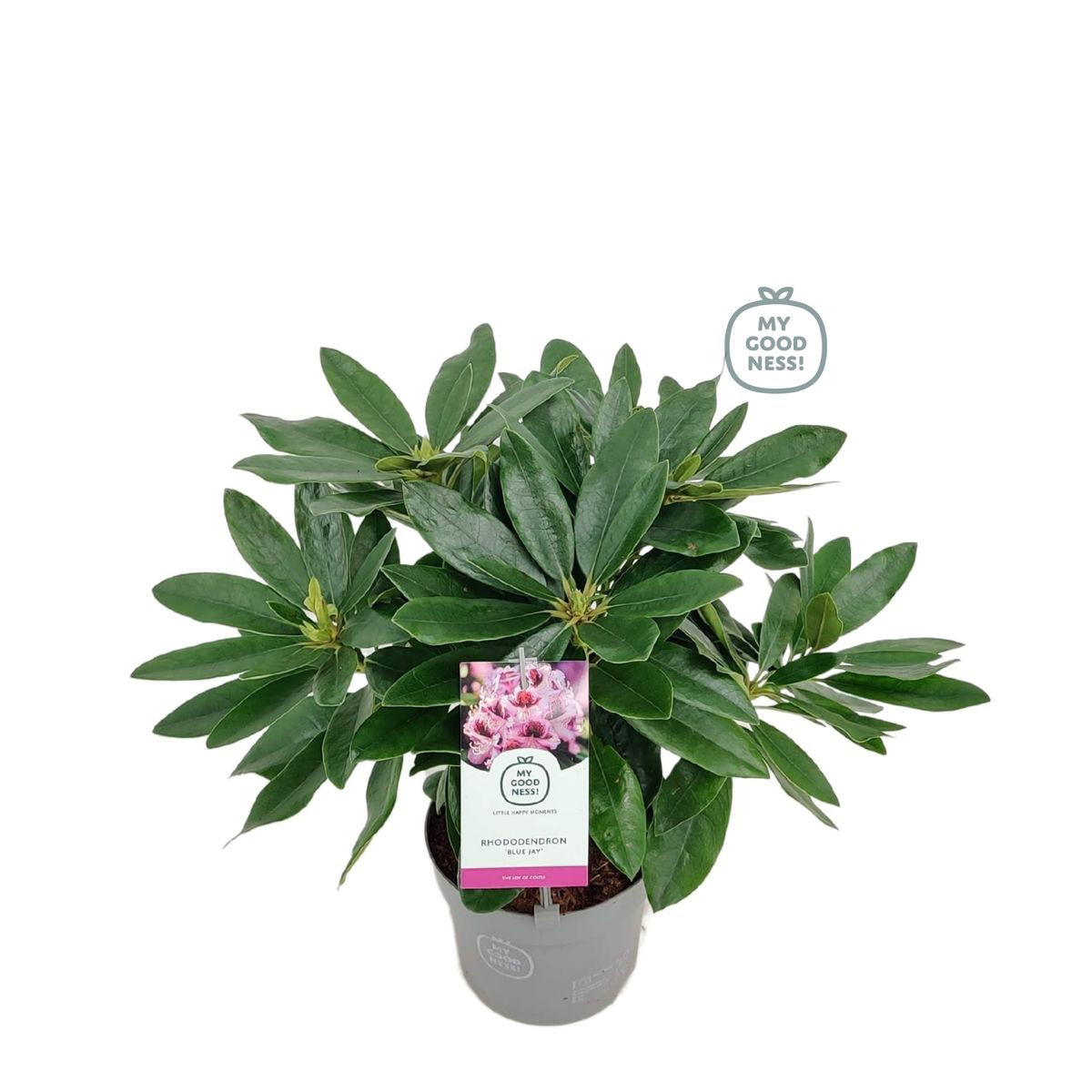 Lauko augalas rododendras, Ø 15 , 35 cm, lot. Rhododendron Blue/Red/Pink