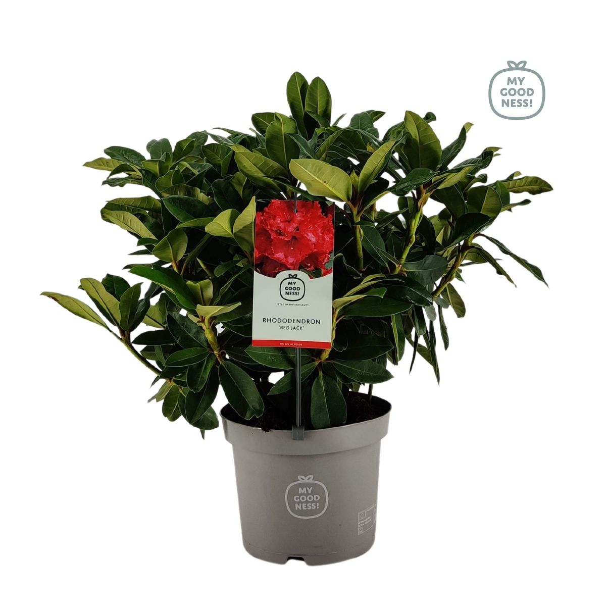 Lauko augalas rododendras, Ø 21, 30 - 40 cm, lot. RHODODENDRON RED JACK
