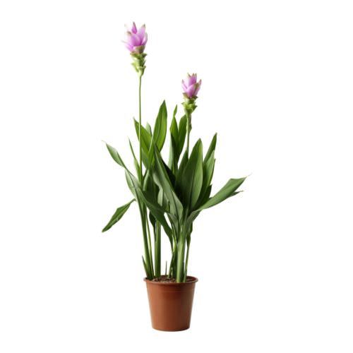 Vazoninis augalas siamo tulpė, Ø 14, 45 cm, lot. CURCUMA SPLASH