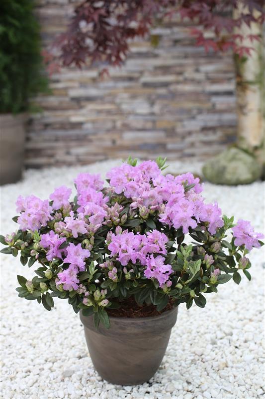 Lauko augalas rododendras, Ø 15, 30 cm, lot. Rhododendron Lavendula
