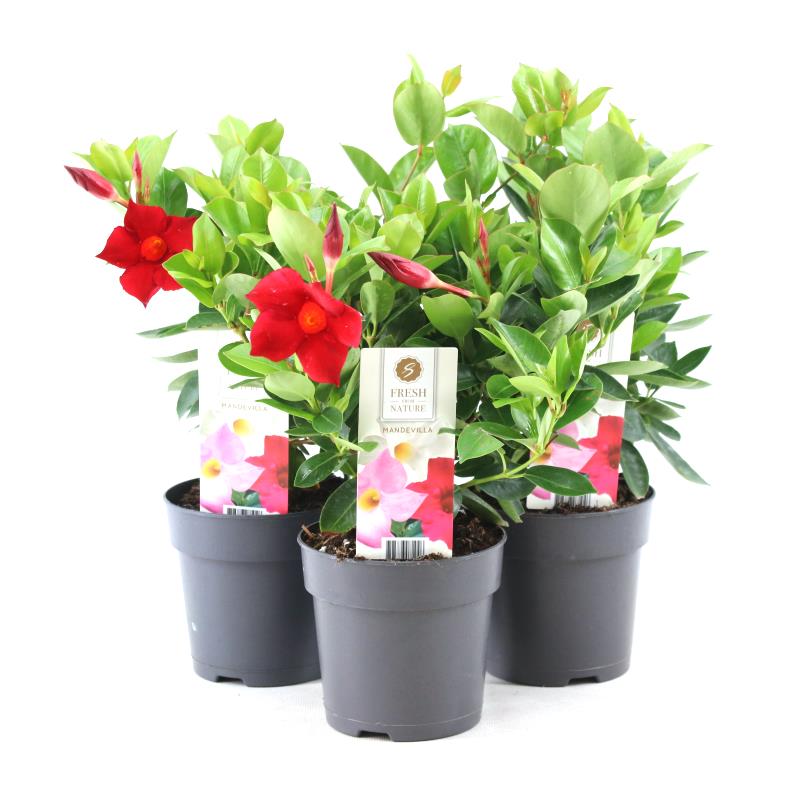 Vazoninė gėlė Sundavilė, lot. Mandevilla