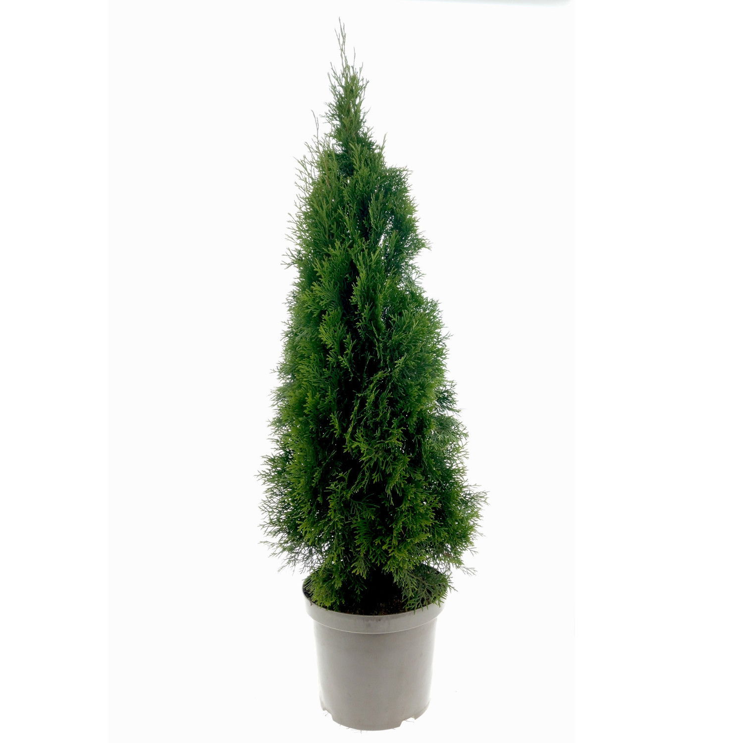 Lauko augalas tuja, auginta vazone, Ø 21, 80 - 100 cm, lot. Thuja Smaragd