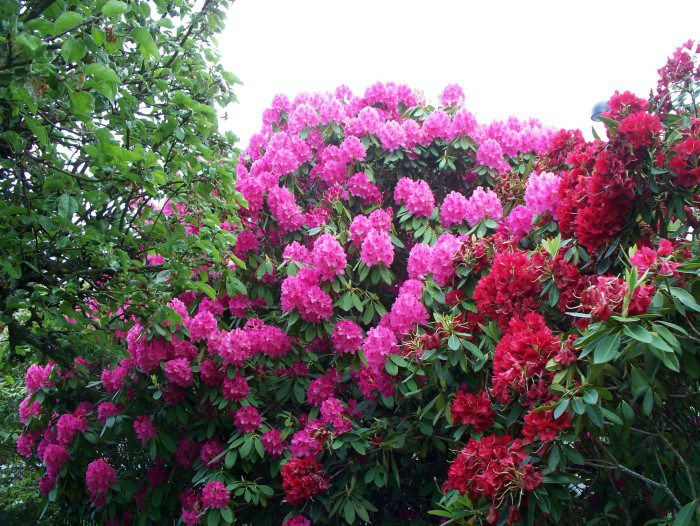 Lauko augalas rododendras, Ø 23, 65 cm, lot. Rhododendron XXL