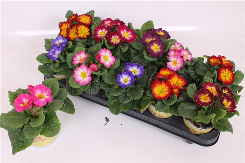 Vazoninis augalas raktažolė, Ø 11, 15 cm, lot. PRIMULA Specials mix