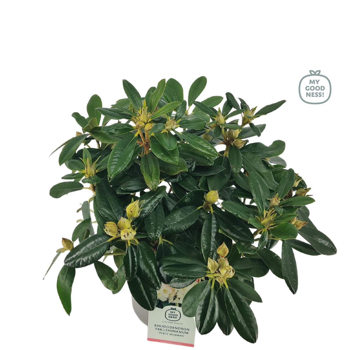 Lauko augalas rododendras, Ø 21, 30 - 40 cm, lot. RHODODENDRON PERCY WISEMAN