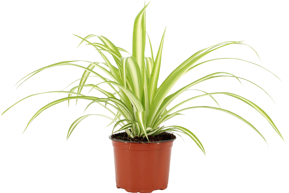Vazoninis augalas chlorofitas, Ø 12, 30 cm, lot. CHLOROPHYTUM