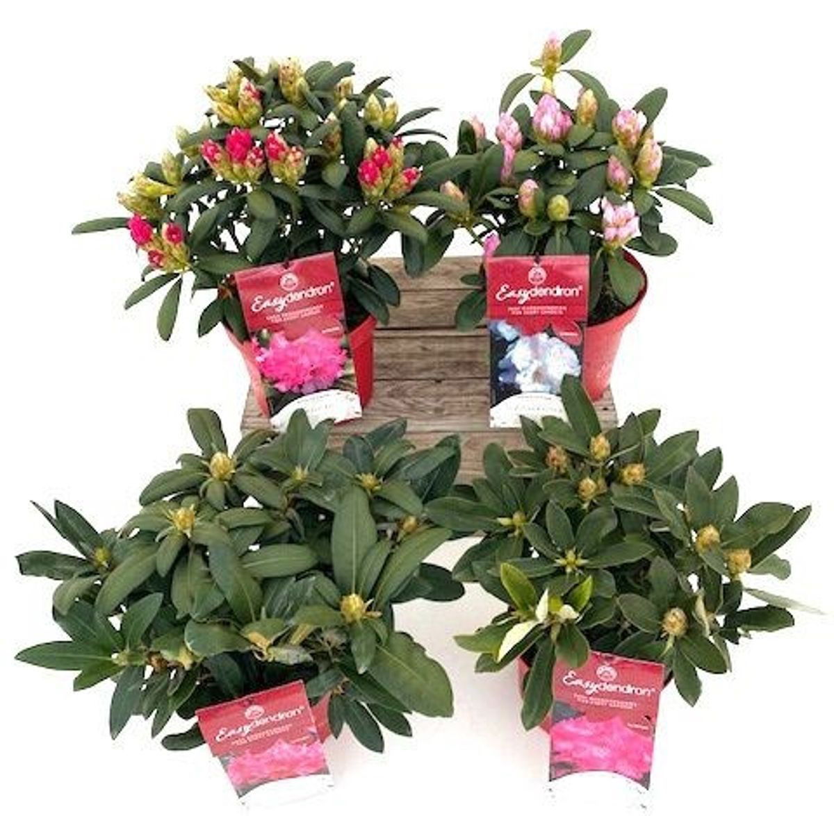 Lauko augalas rododendras, Ø 22, 30 - 40 cm, lot. Rhododendron Hybriden