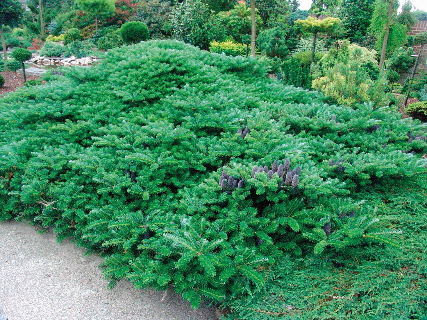 Įvairių rūšių spygliuočiai, Ø 17, 50 cm, lot. CONIFERS MIX