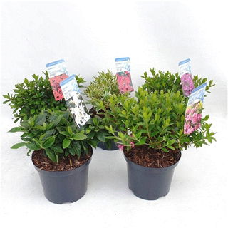 Lauko augalas azalija, Ø 19, 35 cm, lot. Rhododendron Japanse Azalea mix