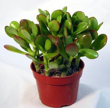 Vazoninis augalas storlapis, Ø 11, 12 cm, lot. CRASSULA
