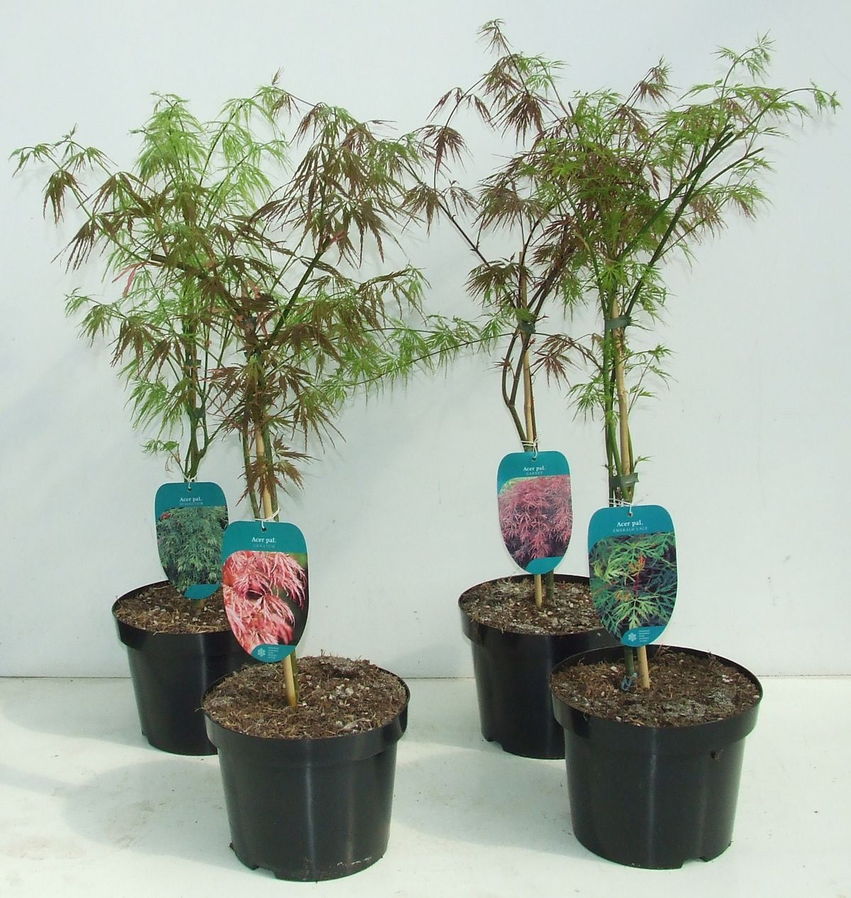Lauko augalas klevas, Ø 23, 50 cm, lot. Acer palm.