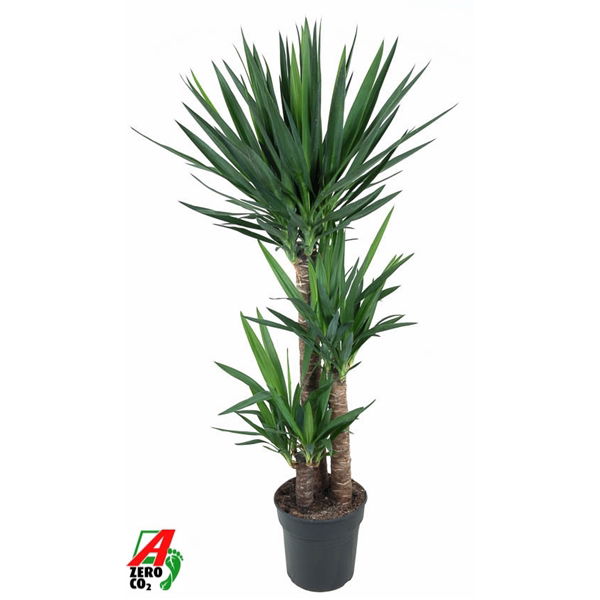 Vazoninis augalas juka, Ø27, 150 - 160 cm, lot. YUCCA