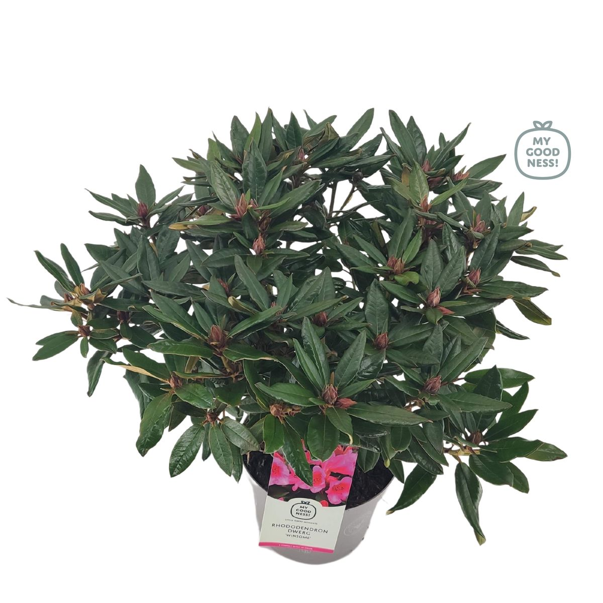 Lauko augalas rododendras, Ø 21, 30 - 40 cm, lot. RHODODENDRON WINSOME