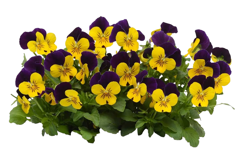 Lauko augalas našlaitė, Ø 9, 10 cm, lot. VIOLA