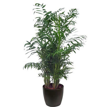 Vazoninis augalas palmė, Ø 19, 90 cm, lot. CHAMAEDOREA ELEGANS